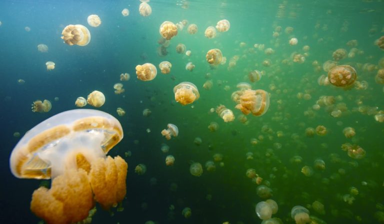 Your Guide to the Jellyfish Lake in Palau