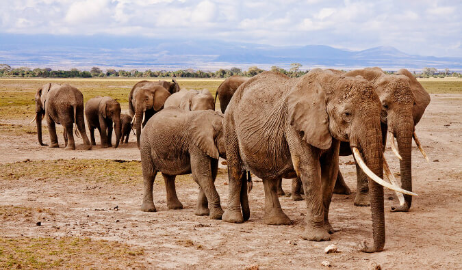 How To Plan A Safari In East Africa In Diy Group Trips And More